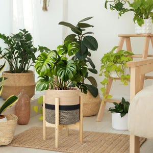 May include: A variety of potted plants in a bright, airy room. A large Monstera plant sits in a woven planter on a wooden stand. Other plants are in woven baskets and white pots. The room has a neutral color palette with natural textures.