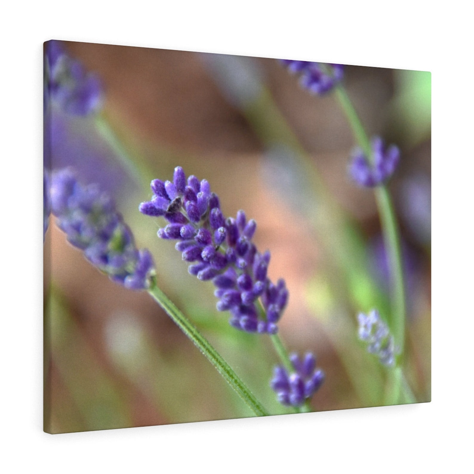 Lavender Canvas Print Nature Photography Fine Art Nature Home Etsy