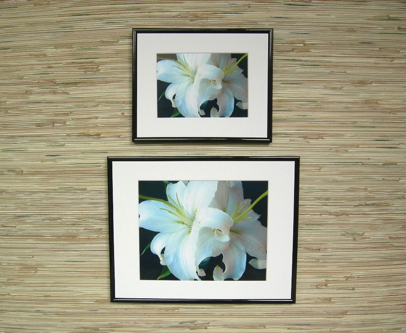 White Lilies Fine Art Photograph, Nature Photography image 3