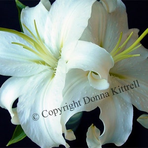 White Lilies Fine Art Photograph, Nature Photography image 1