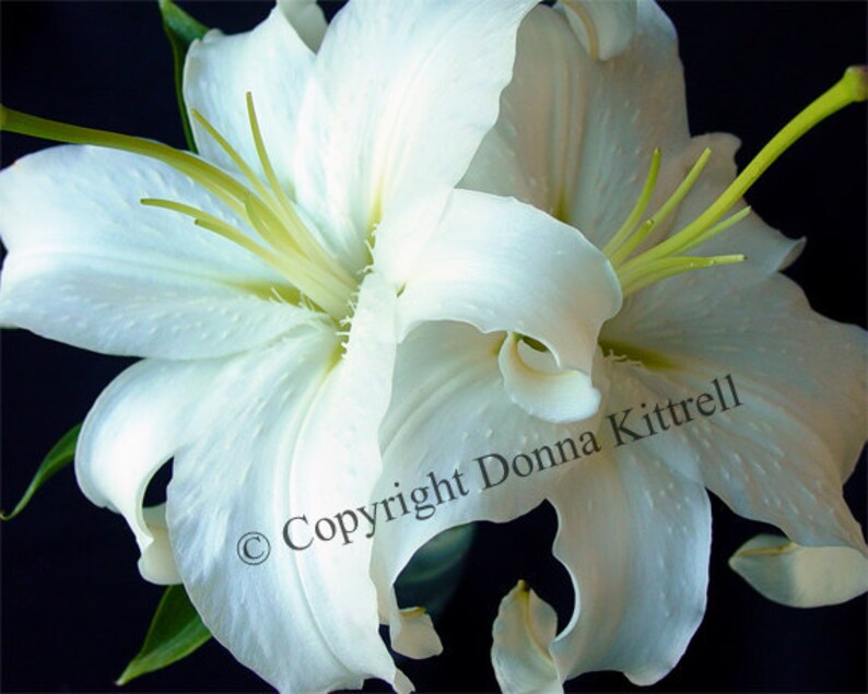 White Lilies Fine Art Photograph, Nature Photography image 1