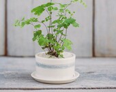 Mini Striped Porcelain Planter with Drainage