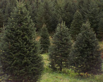 Maine Woods Essential Oil Room Mist Spray* All Natural : Pine, Balsam, Cedar aka Christmas Tree