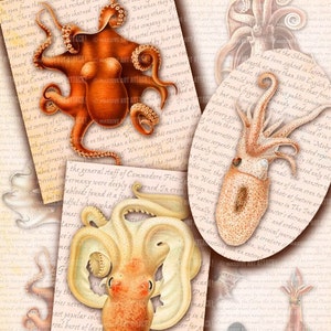 Puede incluir: Un collage de ilustraciones vintage con varios pulpos y calamares en tonos naranja, crema y beige. Las imágenes están superpuestas sobre un fondo de papel envejecido con texto descolorido, creando un tema náutico o científico.