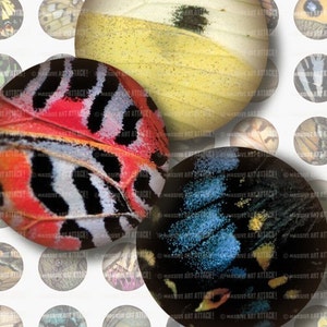 May include: Close-up of butterfly wing patterns in red, black, white, yellow, and blue. The image features circular designs with intricate details, showcasing the natural beauty and textures of the wings. The background includes additional circular patterns.