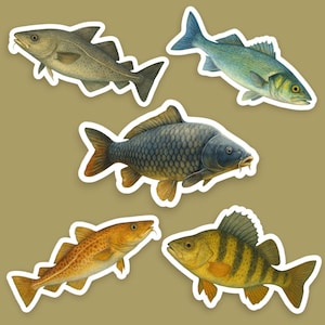Peut inclure: Cinq types de poissons différents, chacun avec un contour blanc, sont représentés sur un fond brun. Les poissons sont une morue, une carpe, une perche, un bar et une truite. Les poissons sont tous tournés vers la droite.