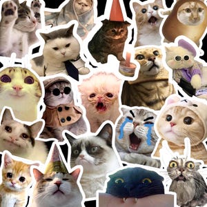 Funny Cat Sticker Pack, Animal Stickers, Funny Stickers, Funny Memes, 1-20 pcs, Comedic Sticker Decal, Laptop Decal, NO DUPES