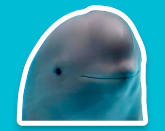 Funny Dolphin, Funny Meme Sticker, Sealife, Internet Memes, Funny Memes, Stickers that make you smile, Comedic Sticker Decal, Laptop Decal