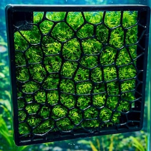 May include: A square black plastic mesh grid containing vibrant green aquatic moss. The rigid frame features a honeycomb-like pattern of irregular hexagonal openings, securely holding the dense, textured plant growth within its structure.