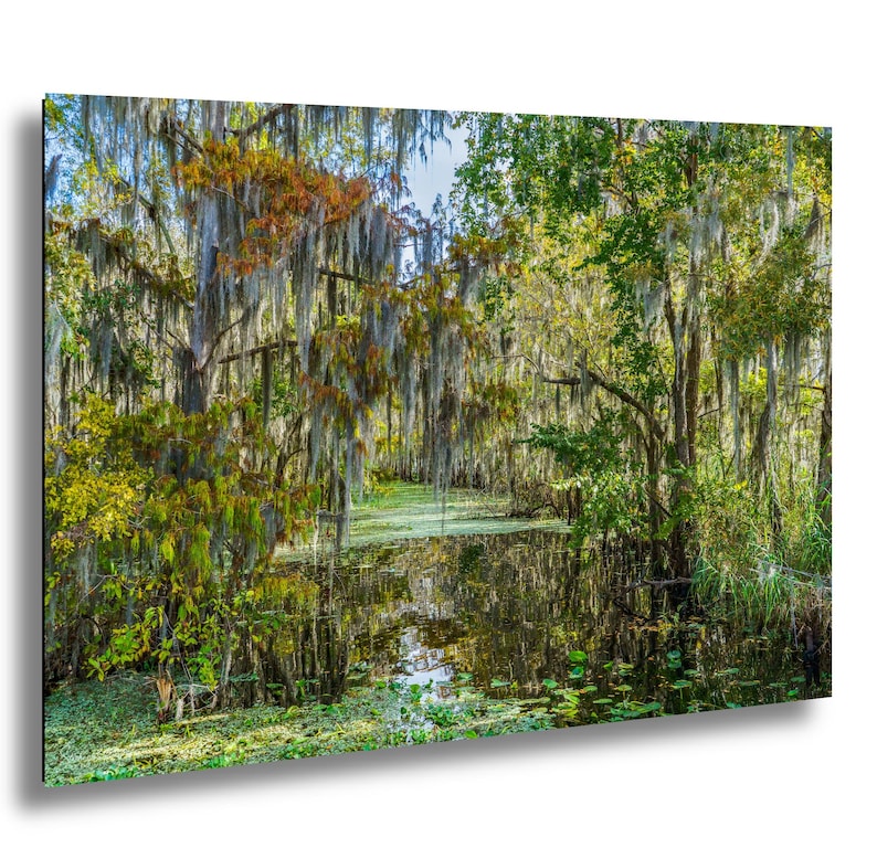 A lush, verdant forest with a tranquil pond in the center, surrounded by a variety of trees and foliage.