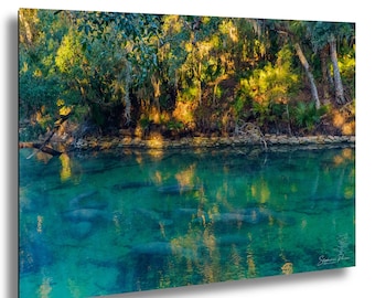 Manatee Wall Art Print: Serene Florida Springs Wildlife Scene