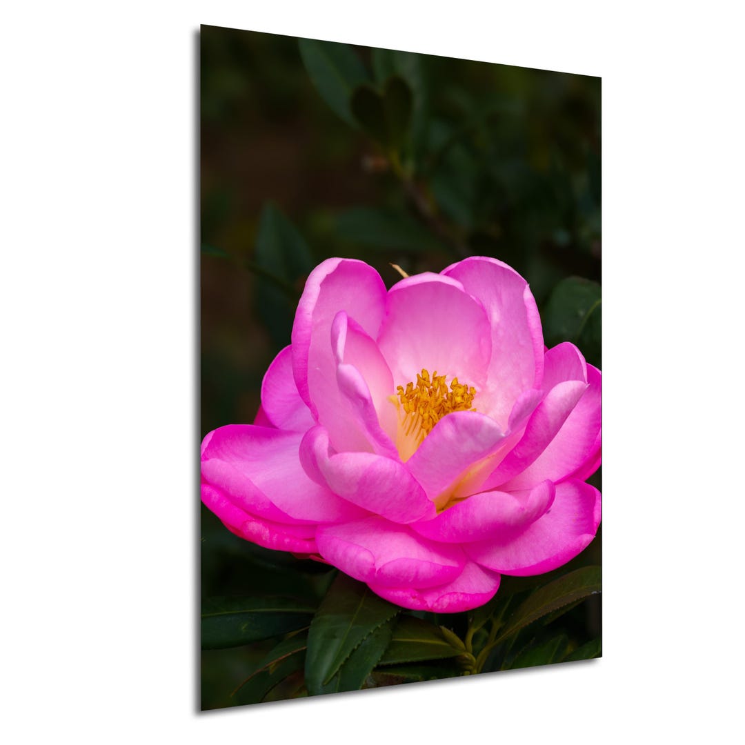 Prink Rose Wall Art Decor, Macro