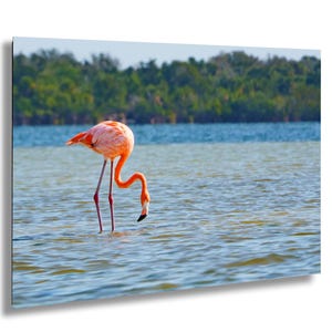 Wild Florida Flamingo, Vibrant Coastal Wildlife Wall Art Print, Acrylic, Canvas, Metal