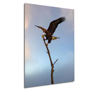 Majestic Bald Eagle Landing Series 2, Stunning Wildlife Photography Print Series, Bald Eagle Print, Bald Eagle Photography,