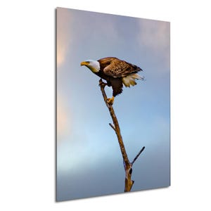 Majestic Bald Eagle Landing Series 3, Stunning Wildlife Photography Print Series, Bald Eagle Print, Bald Eagle Photography,