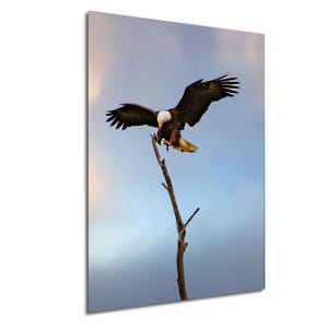 Majestic Bald Eagle Landing Series 1, Stunning Wildlife Photography Print Series, Bald Eagle Print, Bald Eagle Photography,