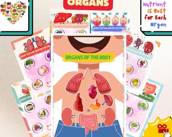 Actividad de emparejamiento de órganos del cuerpo para niños en edad preescolar, nuestros órganos y sus valiosos nutrientes, actividad de anatomía, páginas de libros con actividades