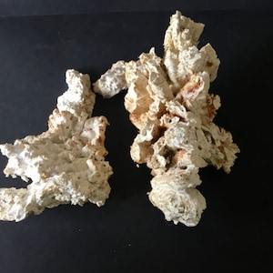 White Mushroom-Possibly Cauliflower Mushroom? Four Pieces