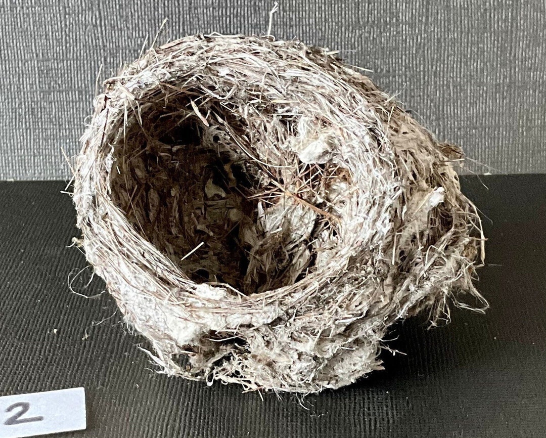 Real Bird Nest Small Very Nice 2 Etsy