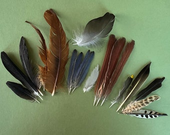 Feather Lot-Flicker, Woodpecker, Cardinal, Bluebird