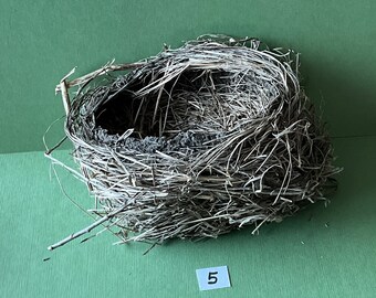 Bird Nest-Robin #5