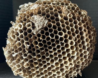 Real Bald Face Hornet Nest-Comb Only