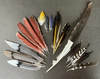 Feather Lot-Pilates, Mourning Dove, Woodpecker, Cardinal, Bluebird