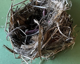 Bird Nest #3