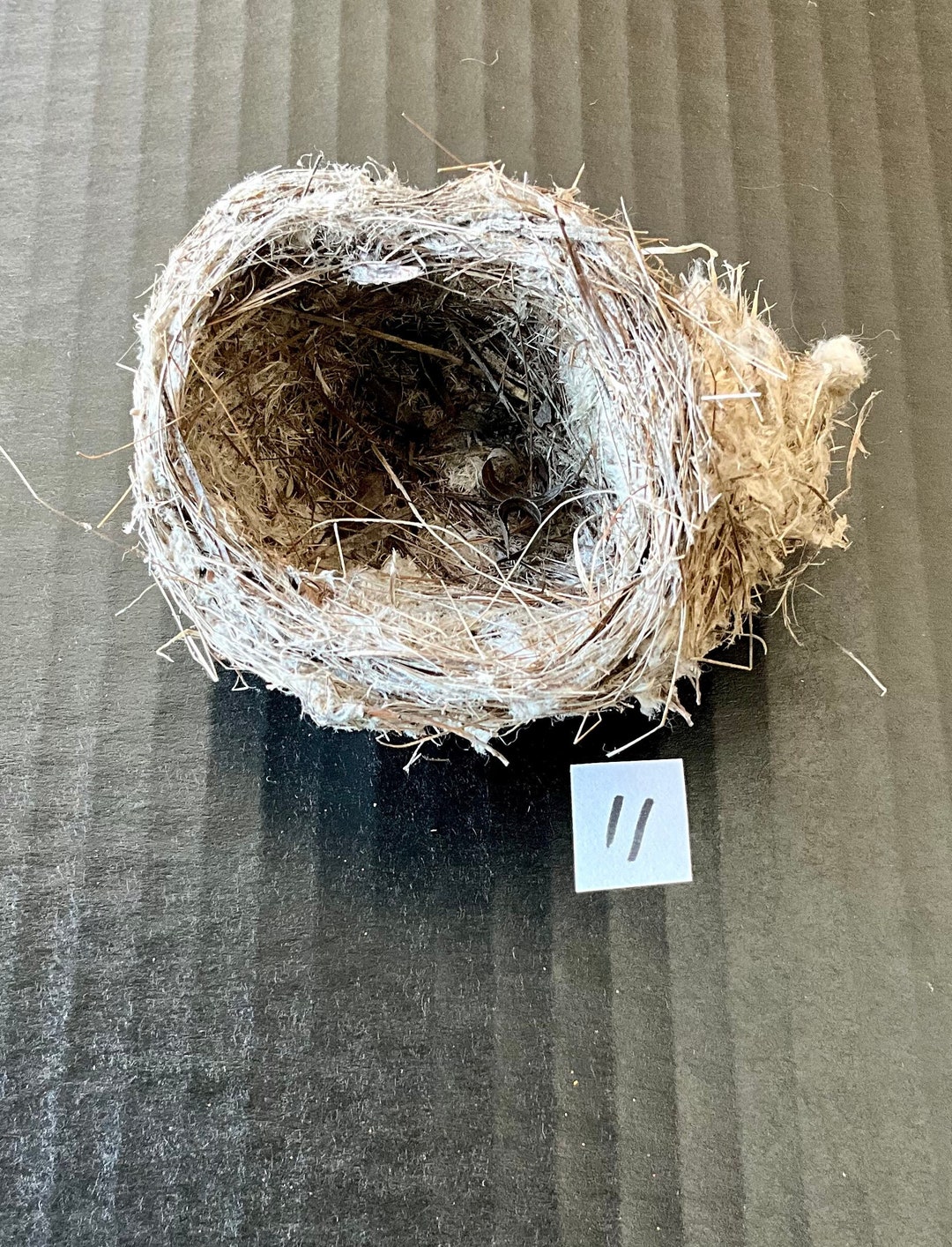 Real Bird Nest Small Very Nice 11 Etsy