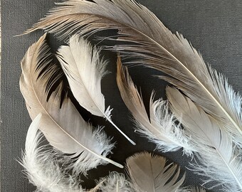 Lote de plumas-Plumas de grulla gris