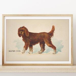 art mural chien vintage, impression d'art doodle, impression chien antique, art chien d'eau, carte à collectionner de cigarettes, cadeau pour amoureux des chiens, art victorien