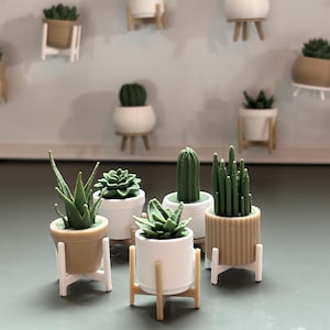 Könnte beinhalten: Fünf Miniatur-Topfpflanzen mit verschiedenen Arten von Sukkulenten und Kakteen auf kleinen Holzständern. Die Pflanzen sind in weißen und braunen Töpfen.