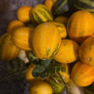 May include: A collection of small, round, yellow melons with green vertical stripes. The fruits have smooth, firm skins and are clustered together, with some showing small green leaves and thin, curling stems attached to the exterior surfaces.