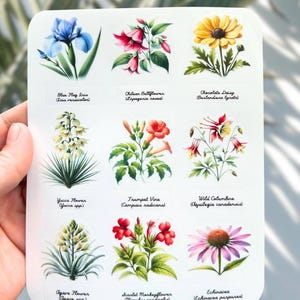 Hoja de pegatinas de flores silvestres nativas: pegatinas botánicas de vinilo de 5 x 6 pulgadas de plantas de Norteamérica / Juego de calcomanías florales ilustradas