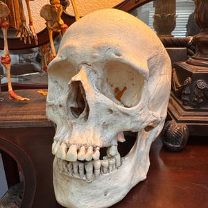 Replica human skull - resin