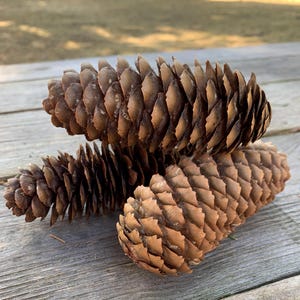 May include: Three brown pine cones with textured scales rest on a weathered wooden surface. The cones vary in size and are arranged to show their natural, organic shapes. The lighting highlights the details of the cones.