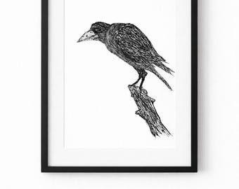 Framed Bird Drawing – Original Pen and Ink A4 Artwork