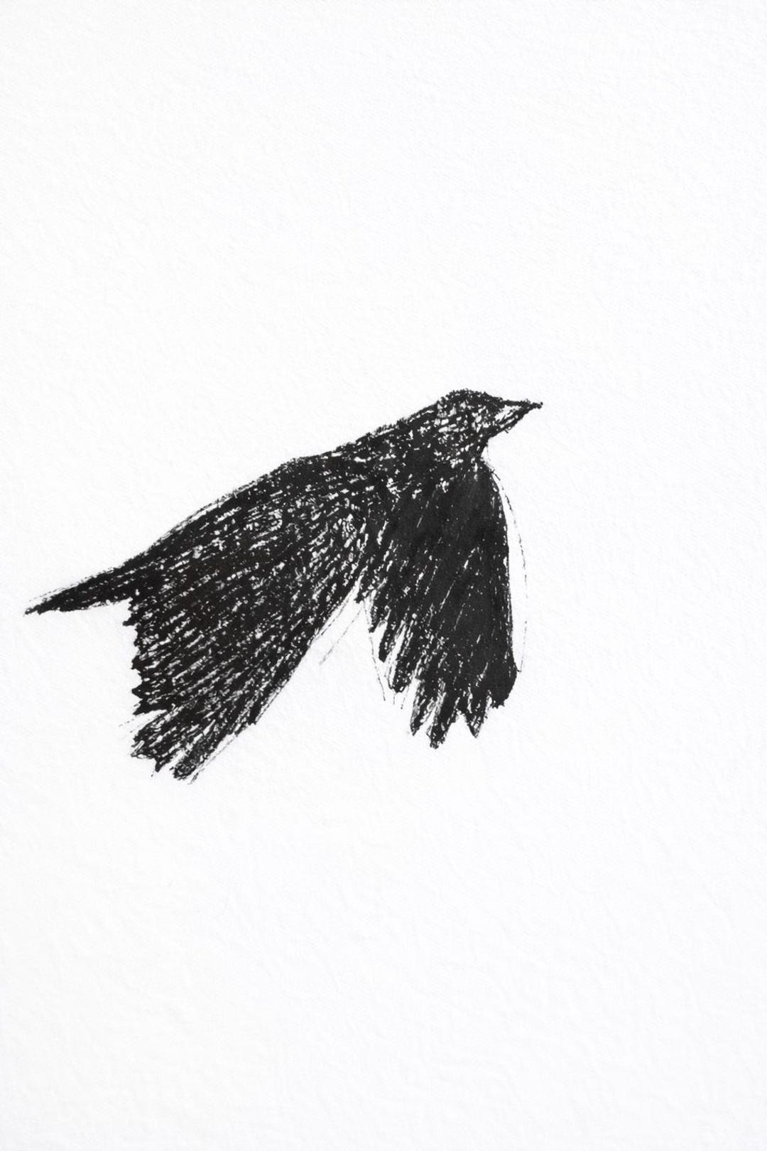 Crow Ink Original Crow Ink Drawing - A4 Framed Artwork - Etsy