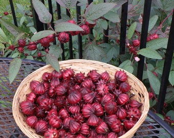 Hibiscus Sabdariffa (Roselle) Seeds - Hibiscus Herb, Sorrel, Organically Grown, Hibiscus Tea Seeds