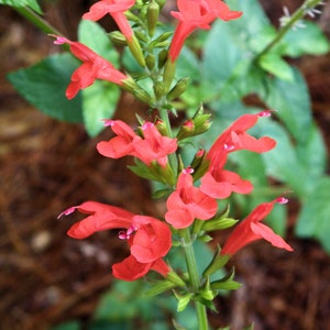 Red Salvia, Open Pollinated and Organically Grown Seeds