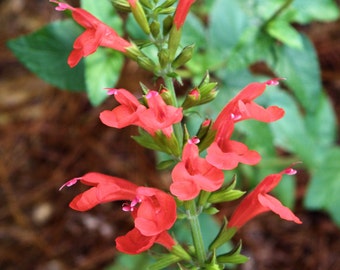 Red Salvia, Open Pollinated and Organically Grown Seeds