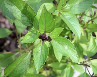 Thai Basil Herb Seeds Organically Grown, Open Pollinated Thai Basil Seeds, Non GMO