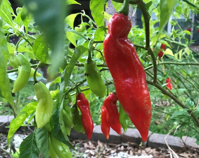 Pimento Pepper Trinidad Heirloom Seeds, Organically Grown Etsy