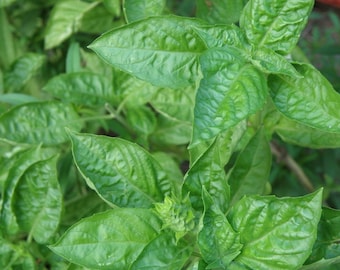 Sweet Basil Seeds, Organically Grown, Open pollinated, Non GMO