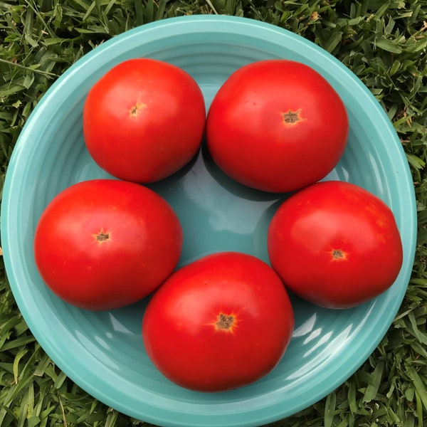 Creole Tomato Seeds, Organically Grown Heirloom, Open Pollinated