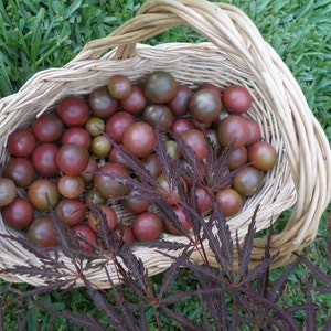 Black Cherry Heirloom Tomato Seeds, Organically Grown Seeds and Open Pollinated Heirloom Seeds, Non GMO image 1