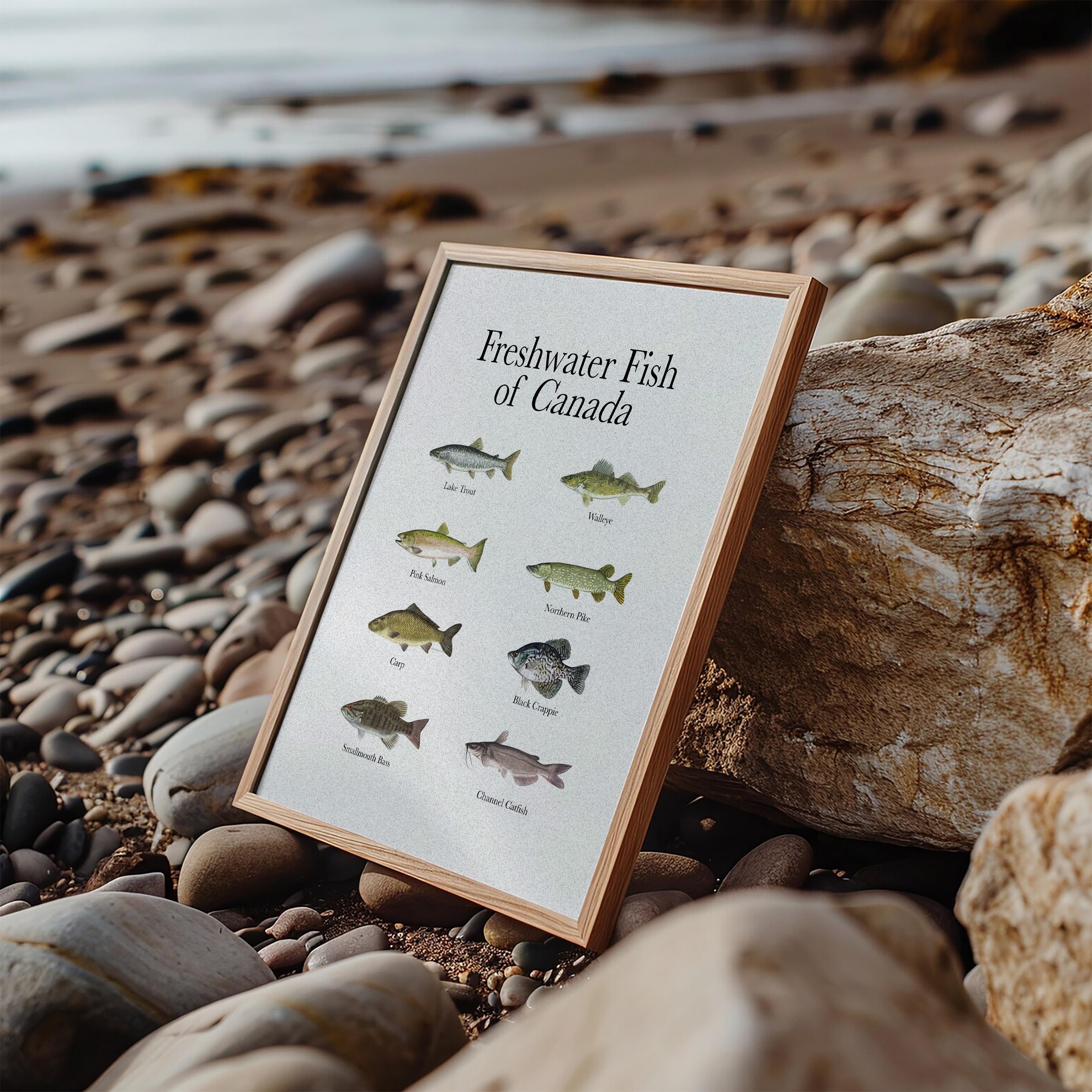 Canadian Freshwater Fish Art Print: Vintage Style Identification Chart ...