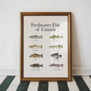 Canadian Fish Wall Art, Freshwater Fish of Canada Poster, Educational Fishing Wall Art, Illustrated Fish Species Chart, Fisherman Gift Idea