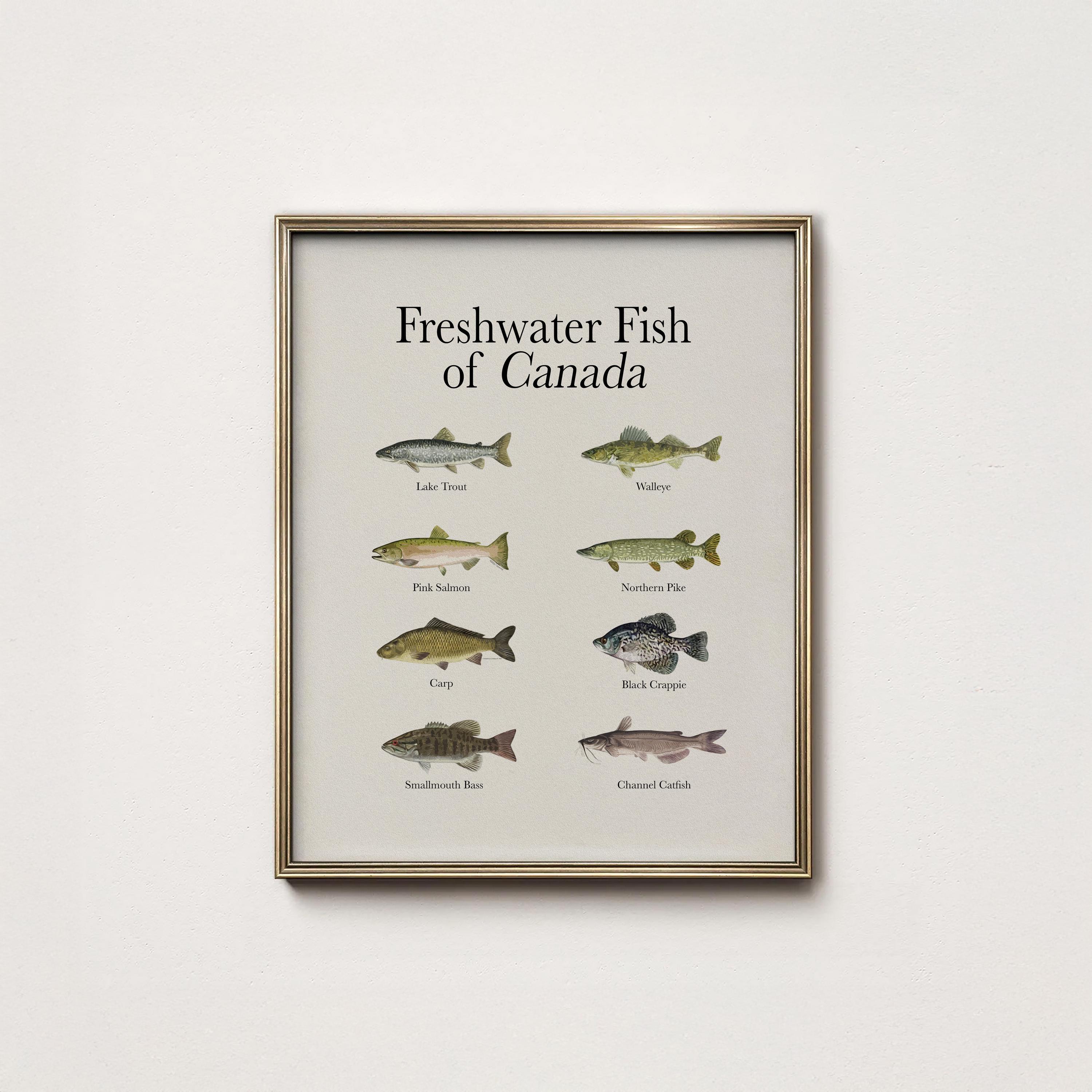 Canadian Freshwater Fish Art Print: Vintage Style Identification Chart ...