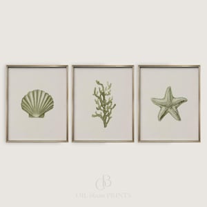 3 Piece Seashell Wall Art: Sage Green Beachy Prints, Beach House Decor (Digital Download)